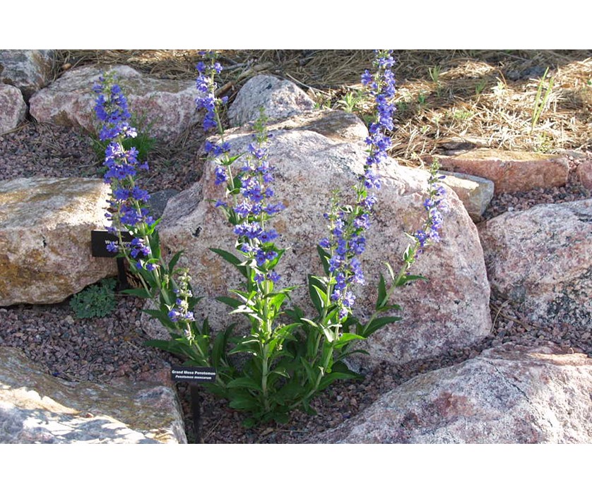Grand Mesa Beardtongue